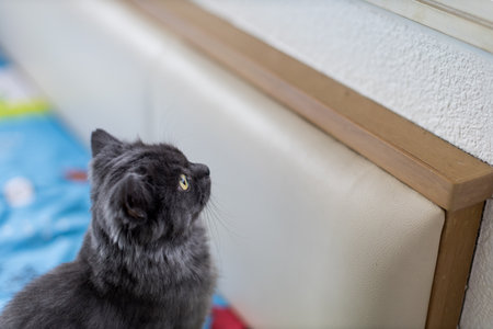 A grey cat waiting by a window ready to catch some birdsの写真素材
