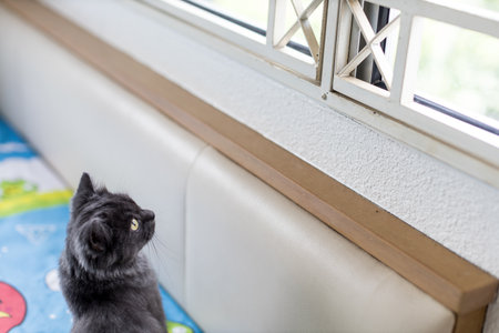A grey cat waiting by a window ready to catch some birdsの写真素材