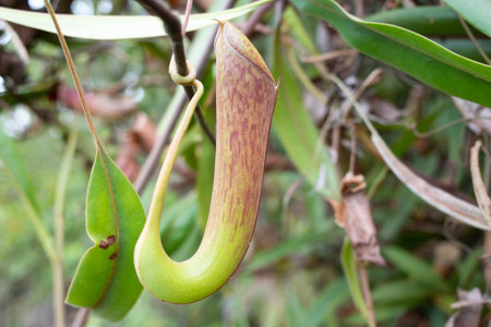 Close up of wild pitcher plants or monkey cup  in the jungles of Malaysiaの写真素材