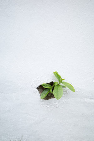 A small plant starts growing from a hole in a white wallの写真素材