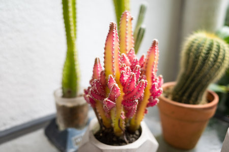 Close up of a red Fairy Castle cactus grown in a small pot inside a houseの写真素材