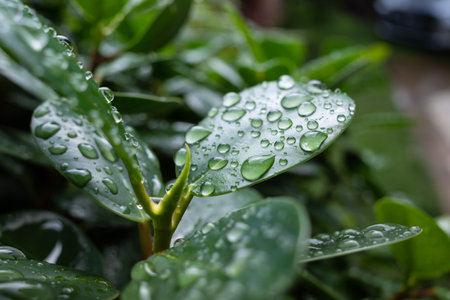 Dew drops forming on top of leaves after a cold wet morningの写真素材
