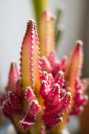 Close up of a red Fairy Castle cactus grown in a small pot inside a houseの写真素材