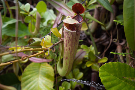 Close up of wild pitcher plants or monkey cup  in the jungles of Malaysiaの写真素材