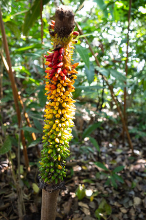 Voodoo Lily or Corpse Flowers in the fruit stage of evolvement inside a jungle in Malaysia.の写真素材