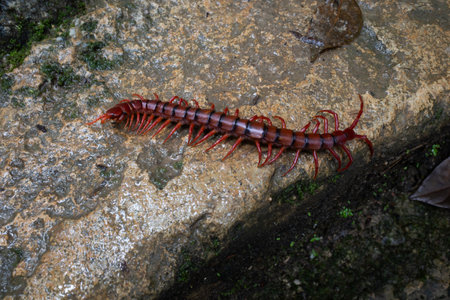 A Malaysian Cherry-red Centipede foraging on a rock inside a jungle in Penang.の写真素材