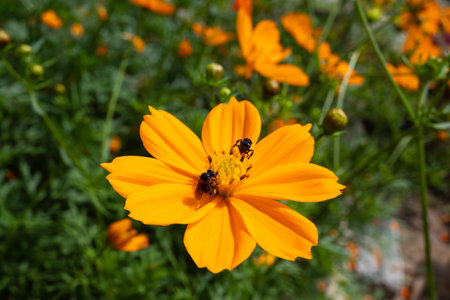 Bees flying over a yellow flower to extract nectar in the morning