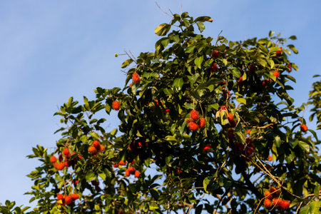 Bunch of ripe rambutan fruits hanging from a rambutan tree in the sunの写真素材