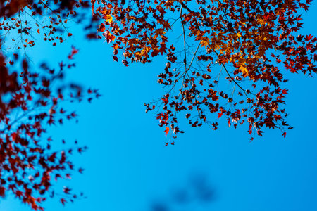 Red autumn leaves with blue skies in Japan