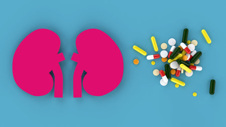 Assorted medical pills and human kidneys with blue background in conceptual format. Showing the kidneys consuming too much of medicine. 3D rendering.の写真素材