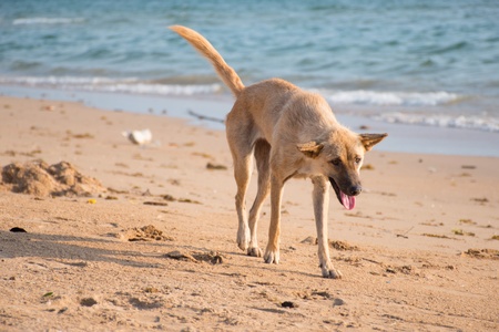 Walking dog on the beachの素材