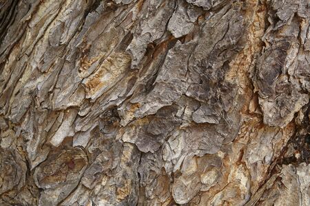 A texture of brown bark