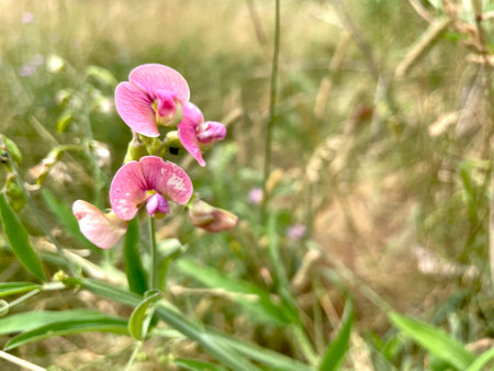 Flowers of a sweet pea (Lathyrus odoratus)の写真素材