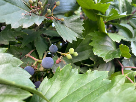 Bunch of blue decorative grapes growing on a vine in the garden.の写真素材