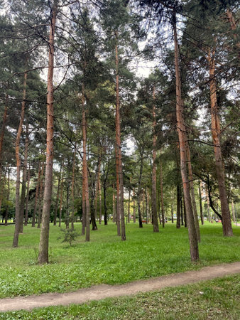 Pine trees in the park in summer. Russia, Moscow.の写真素材