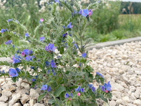 Echium vulgare, Echium vulgare, blue flowersの写真素材