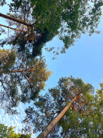 Bottom view of tall pine trees against blue sky. Nature background.の写真素材