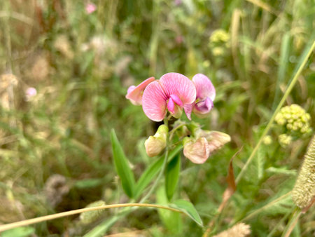 Vicia cracca, commonly known as sweet pea or sweet pea.の写真素材
