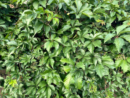 Green leaves of wild grapes as a background, closeup of photoの写真素材