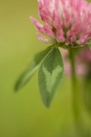 Red clover flower leaves on a green background. Shallow depth of field.の写真素材