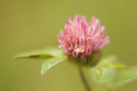 Red clover flower in the garden. Shallow depth of field.の写真素材