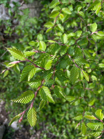 Green leaves of a dogwood tree in spring, close-upの写真素材