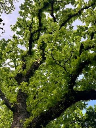 Oak tree against blue sky. Green oak leaves on blue sky background.の写真素材