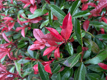 Red leaves of a bush with water droplets on the leaves.の写真素材