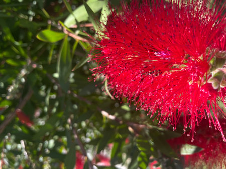 Red Callistemon flower close up in the garden with blurred backgroundの写真素材