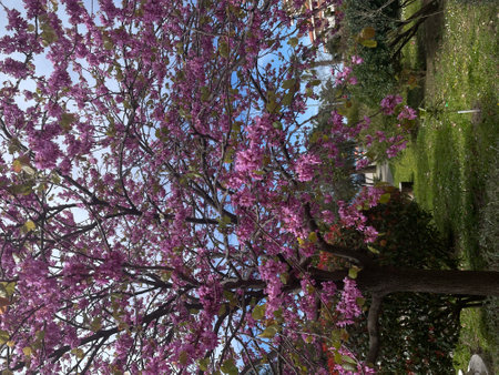 Tree with pink flowers and green leaves in the park in spring.の写真素材