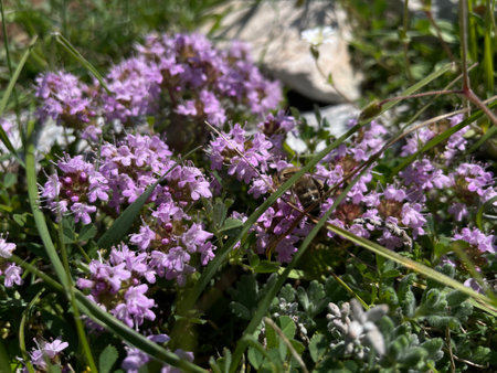 Flowering thyme (Thymus vulgaris) in the mountainsの写真素材