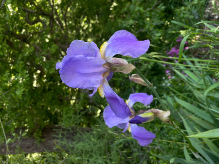 Purple iris flower on a background of green grass in the gardenの写真素材