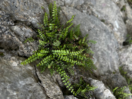 Green fern growing on a rock. Close-up. Nature.の写真素材