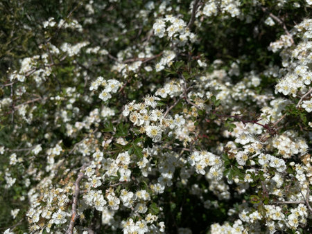White flowers of hawthorn (Crataegus monogyna)の写真素材