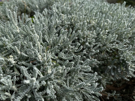 Closeup of a spruce twig covered with white frost.の写真素材