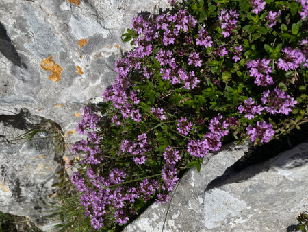 Purple thyme flowers on a stone in the mountains of Montenegroの写真素材