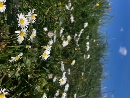White daisies on a background of green grass and blue skyの写真素材