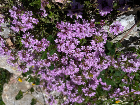 Flowering thyme (Thymus vulgaris) in the mountainsの写真素材