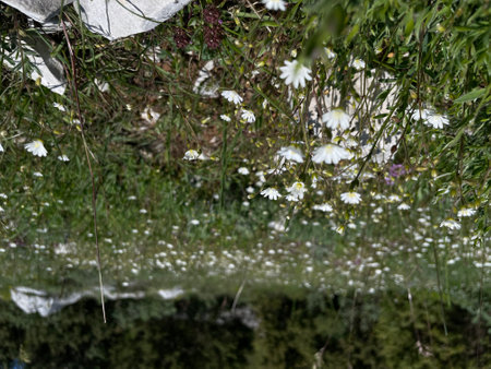 flowers reflected in the water of a lake with green grass and white flowersの写真素材
