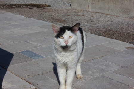 A stray tuxedo cat on the streets of the old seashore townの写真素材