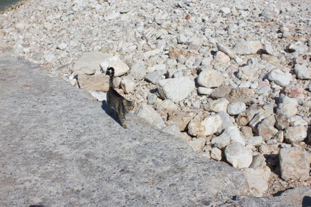 Stray cat on the shoreの写真素材