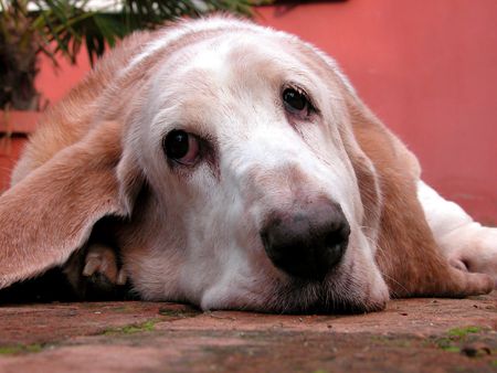 an old unhappy bassethoundの写真素材