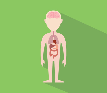 human anatomy internal organ flat vector graphic illustrationのイラスト素材