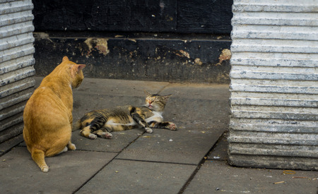 Two cats looking at each other on a corner photo taken in Jakarta Indonesa
