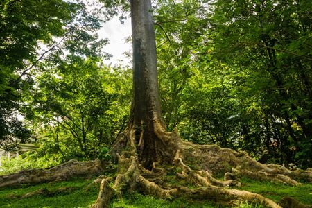 Kayu Raja or The King Tree from asia with big root and one of the biggest tree in the world photo taken in Kebun Raya Bogor Indonesiaの写真素材
