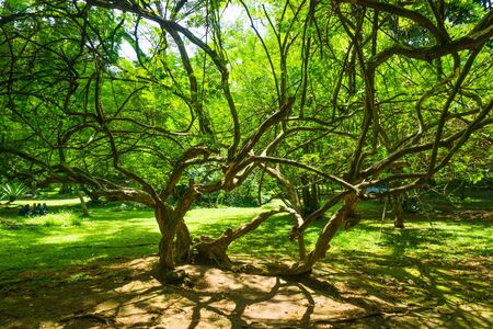 A beautiful tree with long and tiny branches photo taken in kebun raya bogor indonesiaの写真素材