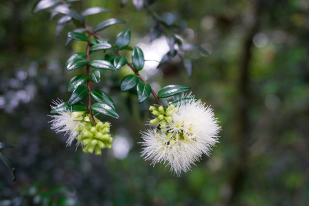 Seeds of water apple already blooming in white beautiful flower photo taken in Kebun Raya Bogor Indonesiaの写真素材