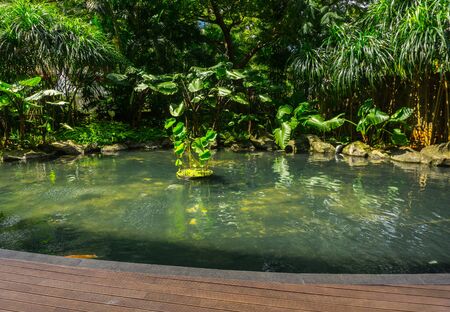 A pond with Koi fish surrounding by bushes and trees as green beautiful landscape photo taken in Jakarta Indonesiaの写真素材