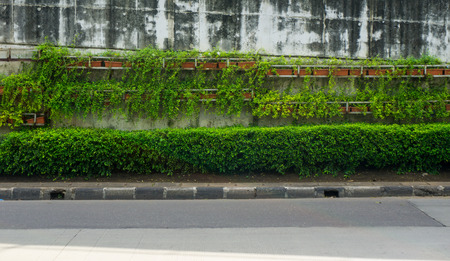 Green vines covering flyover wall at side of the road photo taken in Jakarta Indonesiaの写真素材