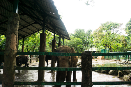 big elephants in the cage with pond surrounding by rocks photo taken in ragunan zoo jakarta indonesiaの写真素材